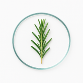 Rosemary Oil vs Minoxidil: A Natural Fight Against Hair Loss